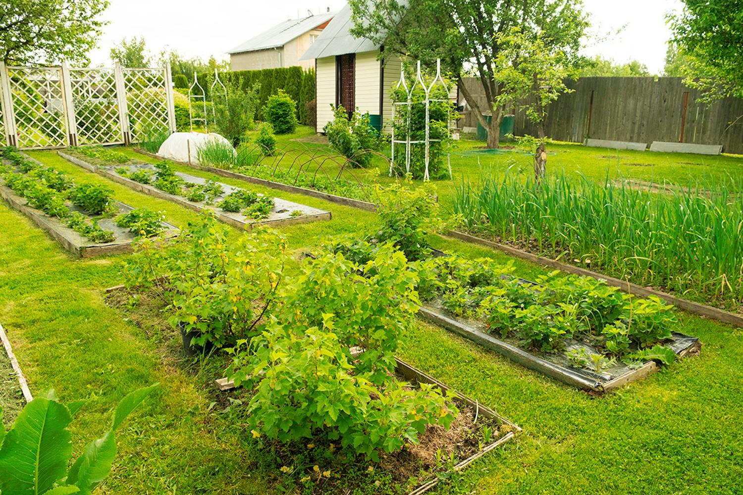 Från gräsmatta till köksträdgård Hur man tar bort gräsmatta